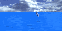dolfin.gif